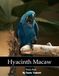 Hyacinth Macaw Hyacinth Macaw Blue Parrot Rainforest Wings Wildlife Brazil and More