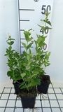 GRDplanten Chelone 6x Schildpadbloem - Chelone obl. 'Alba' | 9x9 cm pot