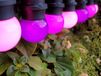 HappyLights lichtsnoer buiten Purple Passion - 10 LED's - 5m