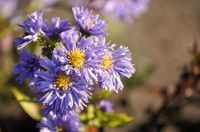 GRDplanten Aster 6x Aster n.b. 'Marie Ballard' | 9x9 cm pot