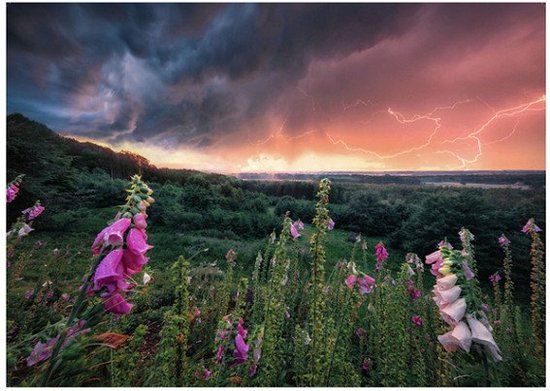 Ravensburger Legpuzzel Landschap 1000 Stukjes Bloemen en Planten