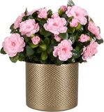 Mica Decorations Kunstplant - Azalea roze - H31 cm - in gouden bloempot