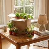 Green boutiQ - Kamerplant - Groene Verrassingsbox - Weinig onderhoud - 6 Planten - Pot 10,5 - 12cm - Hoogte 15 - 45cm
