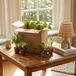 Green boutiQ - Kamerplant - Groene Verrassingsbox - Weinig onderhoud - 6 Planten - Pot 10,5 - 12cm - Hoogte 15 - 45cm