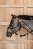 Kentucky Dy'on - Training Halster Zwart Leer Full