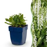 Plantenboetiek.nl Salvia nem. Schneehügel - Salie - Bijen en Vlinderlokkers - Wit - 3 Planten - Ø11cm - 15-25cm hoog - Tuinplant
