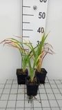 GRDplanten Groendecor Tuinarchitectuur 6x Daglelie - Hemerocallis hybr. 'Painted Trillium' | 9x9 cm pot