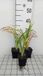 GRDplanten Groendecor Tuinarchitectuur 6x Daglelie - Hemerocallis hybr. 'Painted Trillium' | 9x9 cm pot