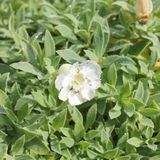 Arborix Bol 6 x Silene Maritima 'Weisskehlchen' - Lijmkruid Pot 9x9 cm - Witbloeiende Rotsplant