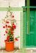 The Room Behind The Door