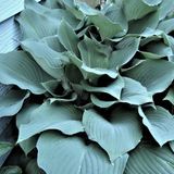 Arborix Hosta 3 x Hosta - Hartlelie pot 9x9cm