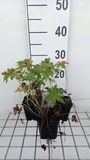 GRDplanten Ooievaarsbek 6x Ooievaarsbek - Geranium prat. 'Splish Splash' | 9x9 cm pot
