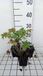 GRDplanten Ooievaarsbek 6x Ooievaarsbek - Geranium prat. 'Splish Splash' | 9x9 cm pot