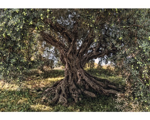 KOMAR Fotobehang Olive Tree 8-531 254x368 cm