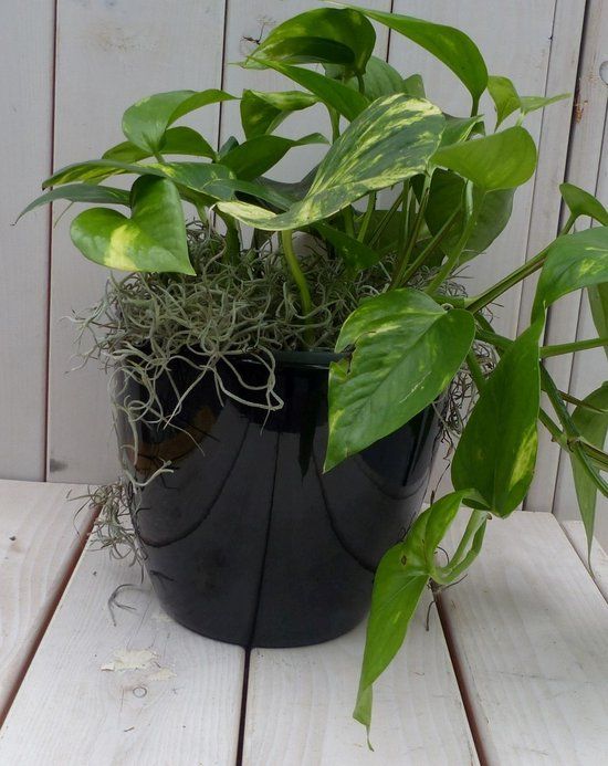 Warentuin natuurlijk - Epipremnum geelgroen kamerplant in zwarte/antraciete pot 90 cm