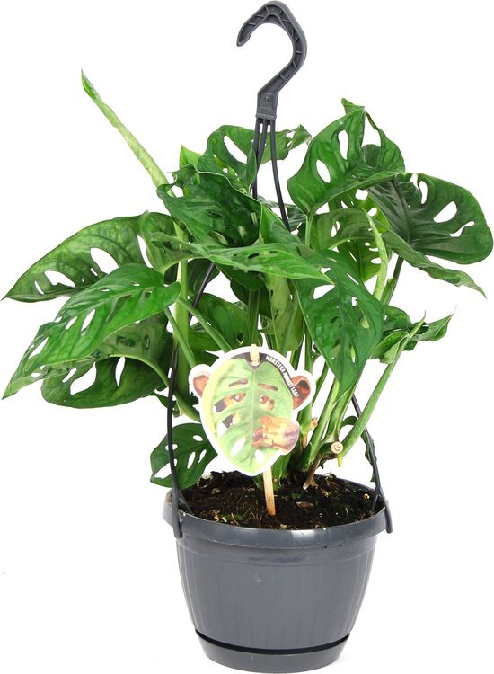 Monstera obliqua &#39;Monkey Leaf&#39; (in hangpot) - Van der Arend - Groene plant- Hoogte  40 cm