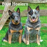 Blue Heelers 2027 12 X 24 Inch (Hanging) Monthly Square Wall Calendar Plastic-Free