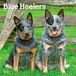Blue Heelers 2027 12 X 24 Inch (Hanging) Monthly Square Wall Calendar Plastic-Free