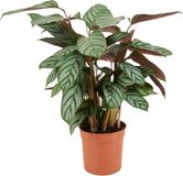 Bloomique Calathea Compactstar Pauwenplant Kamerplant Luchtzuiverend Gemakkelijk in onderhoud Diervriendelijk Hoogte 40-50 cm Pot 12 cm