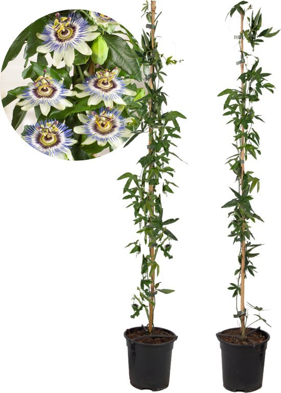 Plant in a Box - Passiflora &#39;Caerulea&#39; XL - 2 stuks - Passiebloem - Tuinplant - Klimplant - ⌀17 cm - Hoogte 110-120 cm