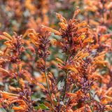 Arborix Agastache 6x Agastache hybrida 'Fleur' Pot 9x9cm - Prachtige planten voor in de tuin