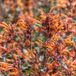Arborix Agastache 6x Agastache hybrida 'Fleur' Pot 9x9cm - Prachtige planten voor in de tuin