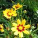 Arborix Coreopsis 6 x Coreopsis Lanceolata 'Baby Gold' - Meisjesogen pot 9x9cm - Gouden bloemen, Langbloeiend
