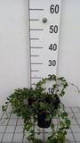 GRDplanten Groendecor Tuinarchitectuur 12x Kleine Maagdenpalm - Vinca minor 'La Grave' ('bowles variety') | 9x9 cm pot