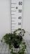 GRDplanten Groendecor Tuinarchitectuur 12x Kleine Maagdenpalm - Vinca minor 'La Grave' ('bowles variety') | 9x9 cm pot