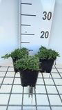GRDplanten Groendecor Tuinarchitectuur 6x Zeepkruid - Saponaria hybr. 'Bressingham' | 9x9 cm pot