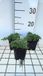 GRDplanten Groendecor Tuinarchitectuur 6x Zeepkruid - Saponaria hybr. 'Bressingham' | 9x9 cm pot
