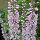Arborix Veronica 6 x Veronica 'Pink Damask' - Langbladige Ereprijs pot 9x9cm - Roze bloemen, langdurige bloei, bijen- en vlinderplant