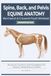 Equine Spine, Back & Pelvis Anatomy: Structure, Function, and Foundations for Posture, Movement & Comfort | 126 pages | 6x9 | Equine Anatomy Puzzle Workbooks
