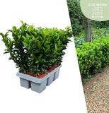 Plants by Frank | 6 Groene Kardinaalsmuts Haagplanten | Euonymus japonicus 'Green Spire' | Buxusvervanger | Winterharde haagplanten | Groenblijvende haag
