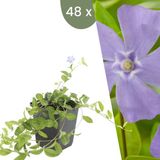 Plants by Frank | 48 Blauwe Maagdenpalm planten | Vinca minor | Winterharde bodembedekker planten | tuinplanten | Winterharde vaste planten meerjarig | Winterharde tuinplanten
