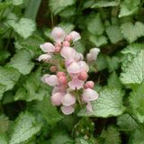 Arborix Lamium 6 x Lamium Maculatum 'Pink Pewter' - Dovenetel pot 9x9cm