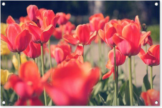 GreatGardenPosters Tuindoek - Tulpen - Natuur - Tuin - Bloemen - 90x60 cm - Tuinposter - Schuttingdoek - Tuinschilderij