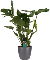 Decorum Monstera Deliciosa - Elho brussels antracite – ↨ 70cm – ⌀ 21cm