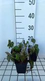 GRDplanten Groendecor Tuinarchitectuur 6x Duizenknoop - Persicaria amplexicaulis | 9x9 cm pot