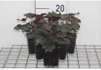 GRDplanten Groendecor Tuinarchitectuur 6x Purperklokje - Heuchera mic. 'Palace Purple' | 9x9 cm pot