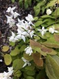 Groendecor Tuinarchitectuur 6x Elfenbloem - Epimedium Youngianum 'Niveum' | pot 9x9 cm