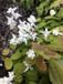 Groendecor Tuinarchitectuur 6x Elfenbloem - Epimedium Youngianum 'Niveum' | pot 9x9 cm