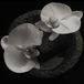 Mike Patton & Jean-Claude Vannier Corpse Flower Rock 1 CD