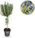 Green boutiQ - Plant op Stam - Rosmarinus officinalis - Terras Plant - Bladhoudend - Winterhard - Paarse Bloem - Pot 19cm Hoogte 90cm