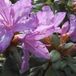 Arborix Rhododendron Rhododendron 'Blue Tit' - 20-30 cm in pot