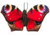 Uni-Toys Rode vlinder (met lus) - 24 cm (breedte) - pluche insect - pluche dier, knuffeldier