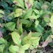 Arborix Nandina Domestica 'Firepower' - Hemelse bamboe 25-30 cm pot