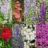 Plantenboetiek.nl Borderpakket - Geurend - 6 Planten - Ø11cm - 20-50cm hoog