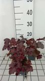GRDplanten Groendecor Tuinarchitectuur 6x Purperklokje - Heuchera hybr. 'Red Sea' | 9x9 cm pot