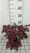 GRDplanten Groendecor Tuinarchitectuur 6x Purperklokje - Heuchera hybr. 'Red Sea' | 9x9 cm pot
